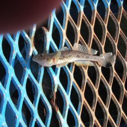 オリジナルメーカー海づり公園(市原市海づり施設) 釣果