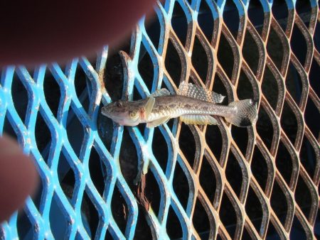 オリジナルメーカー海づり公園(市原市海づり施設) 釣果