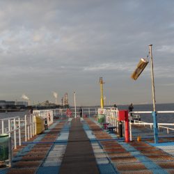 オリジナルメーカー海づり公園(市原市海づり施設) 釣果