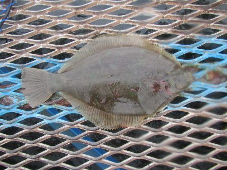 オリジナルメーカー海づり公園(市原市海づり…