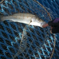 オリジナルメーカー海づり公園(市原市海づり施設) 釣果