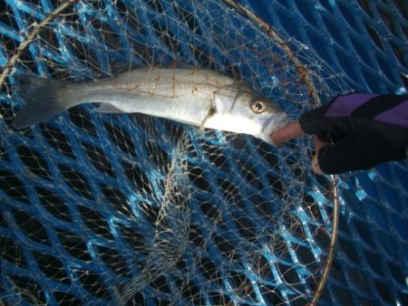 オリジナルメーカー海づり公園(市原市海づり施設) 釣果