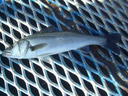 オリジナルメーカー海づり公園(市原市海づり施設) 釣果