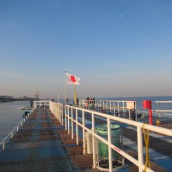 オリジナルメーカー海づり公園(市原市海づり施設) 釣果