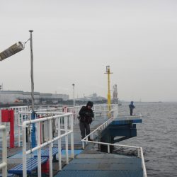 オリジナルメーカー海づり公園(市原市海づり施設) 釣果