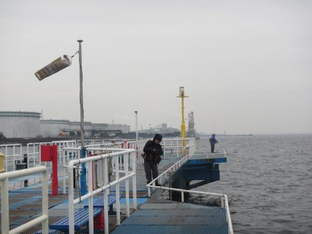 オリジナルメーカー海づり公園(市原市海づり施設) 釣果