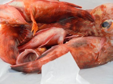 ＨＡＲＵＫＡ丸　はるかまる 釣果