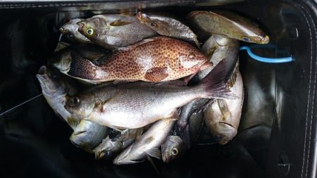 しば渡船 釣果