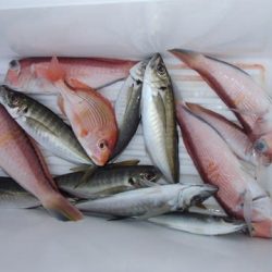 第二むつ漁丸 釣果