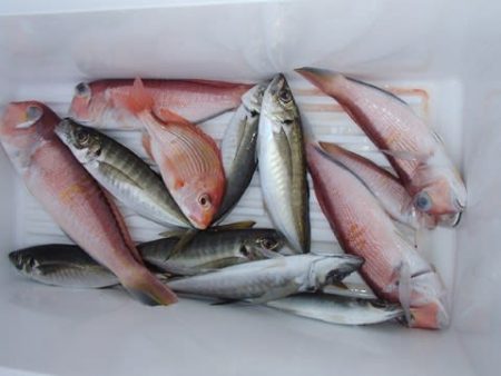 第二むつ漁丸 釣果