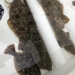 Magic（マジック） 釣果