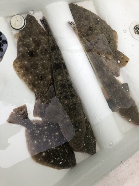 Magic（マジック） 釣果