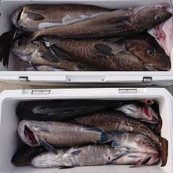 気仙沼　つり丸 釣果