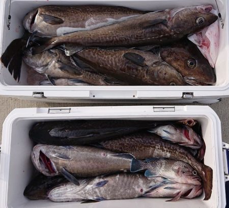 気仙沼　つり丸 釣果