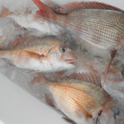 こうゆう丸 釣果