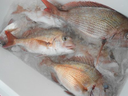 こうゆう丸 釣果