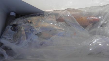 遊漁船 新鋭丸 釣果