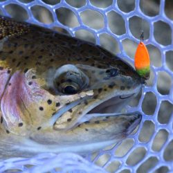 小菅トラウトガーデン 釣果