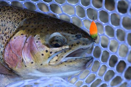 小菅トラウトガーデン 釣果