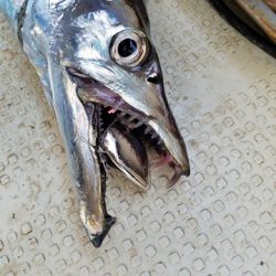 遊漁船 ニライカナイ 釣果