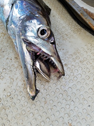 遊漁船 ニライカナイ 釣果