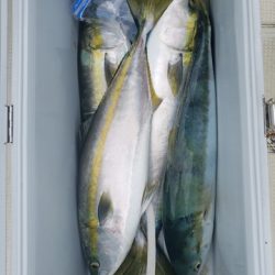 遊漁船　ニライカナイ 釣果