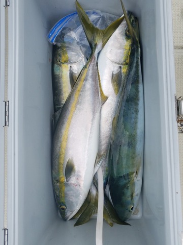 遊漁船　ニライカナイ 釣果