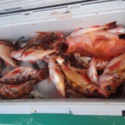 第二むつ漁丸 釣果