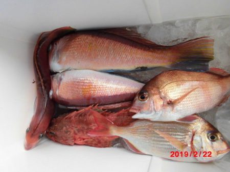 大進丸(新潟) 釣果