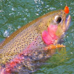 小菅トラウトガーデン 釣果