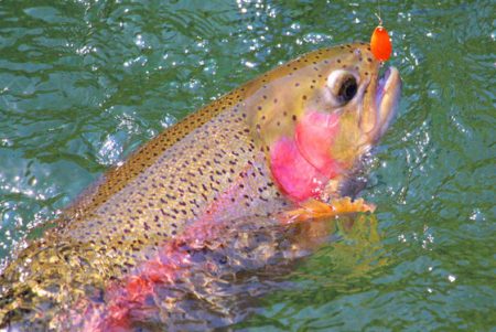 小菅トラウトガーデン 釣果