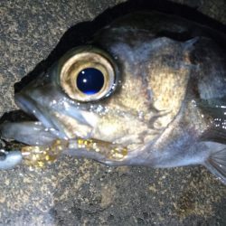 花粉症の為小一時間だけ・・・