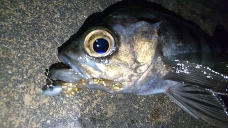 花粉症の為小一時間だけ・・・