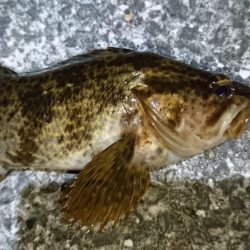 タケノコメバリング！！