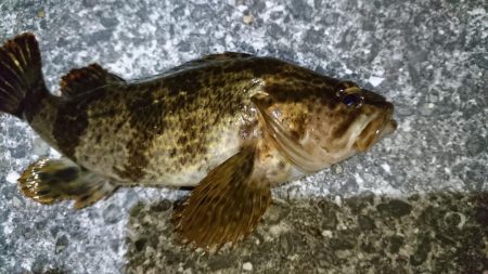 タケノコメバリング!!