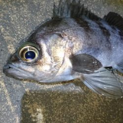 花粉症の為小一時間だけ・・・