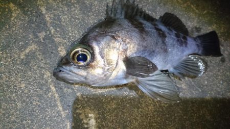 花粉症の為小一時間だけ・・・