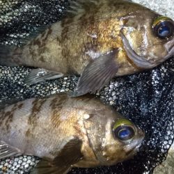 一瞬のプラグチャンス！！