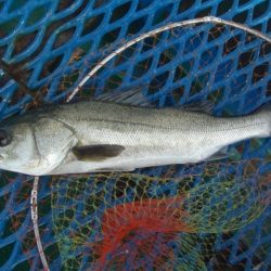 オリジナルメーカー海づり公園(市原市海づり施設) 釣果