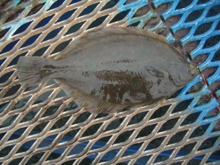 オリジナルメーカー海づり公園(市原市海づり施設) 釣果