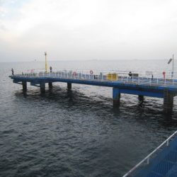 オリジナルメーカー海づり公園(市原市海づり施設) 釣果