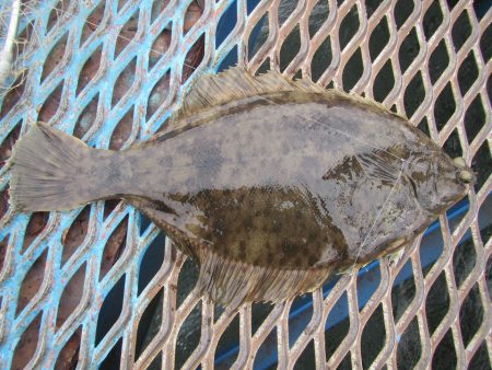 オリジナルメーカー海づり公園(市原市海づり…