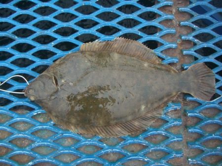 オリジナルメーカー海づり公園(市原市海づり施設) 釣果