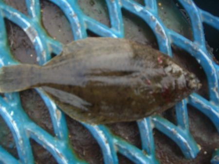 オリジナルメーカー海づり公園(市原市海づり施設) 釣果