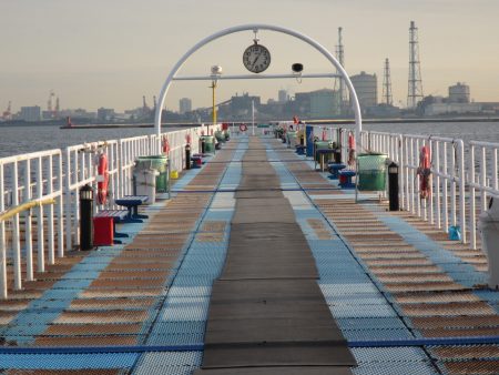 オリジナルメーカー海づり公園(市原市海づり施設) 釣果