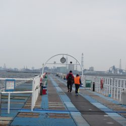 オリジナルメーカー海づり公園(市原市海づり施設) 釣果