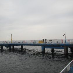 オリジナルメーカー海づり公園(市原市海づり施設) 釣果