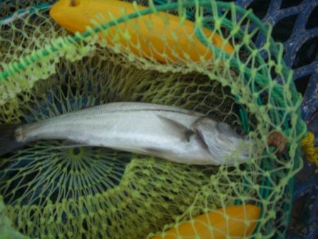 オリジナルメーカー海づり公園(市原市海づり…