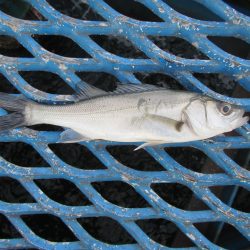 オリジナルメーカー海づり公園(市原市海づり施設) 釣果