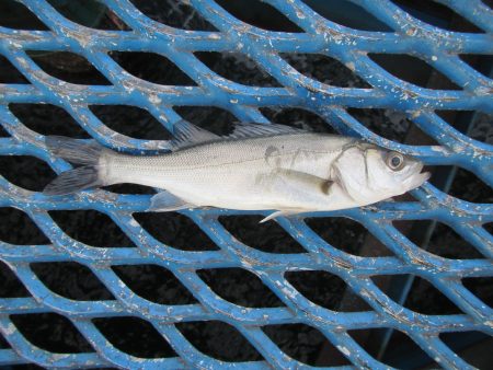 オリジナルメーカー海づり公園(市原市海づり…